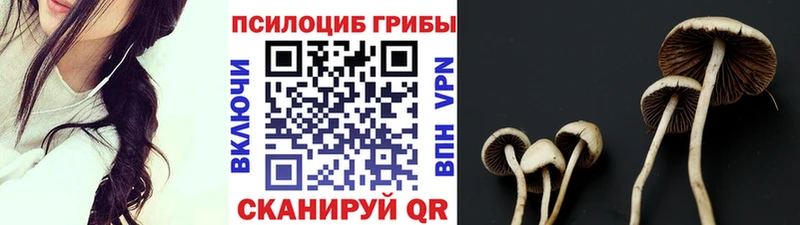 Псилоцибиновые грибы Psilocybe  Краснодар 